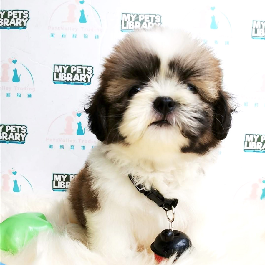 Shih Tzu Puppy (Female) For Sale