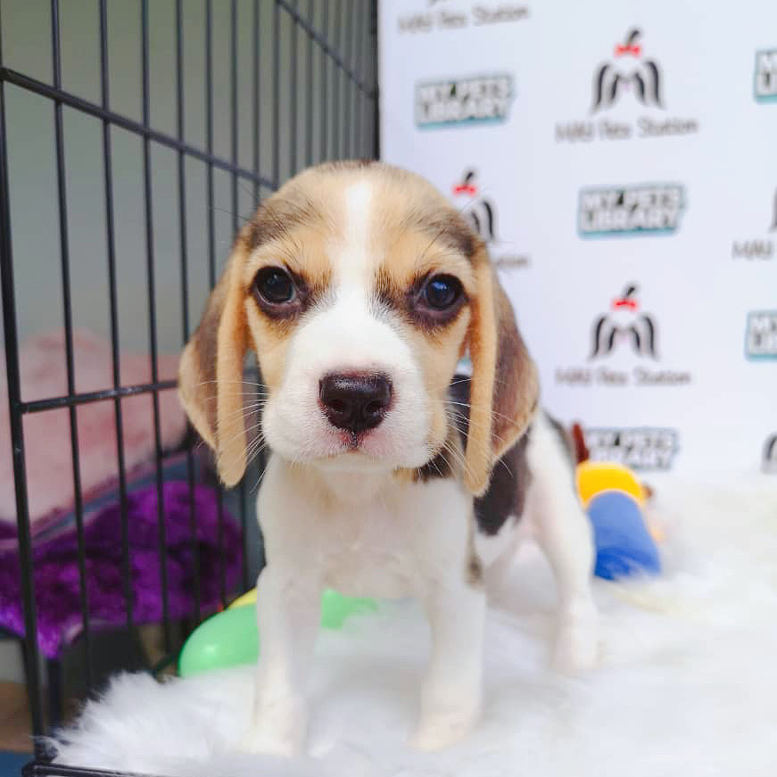 MKA Beagle Puppy For Sale (Female)