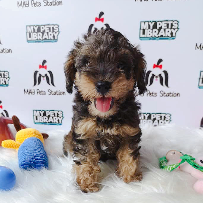 Schnauzer x Poodle Puppy For Sale (Female)