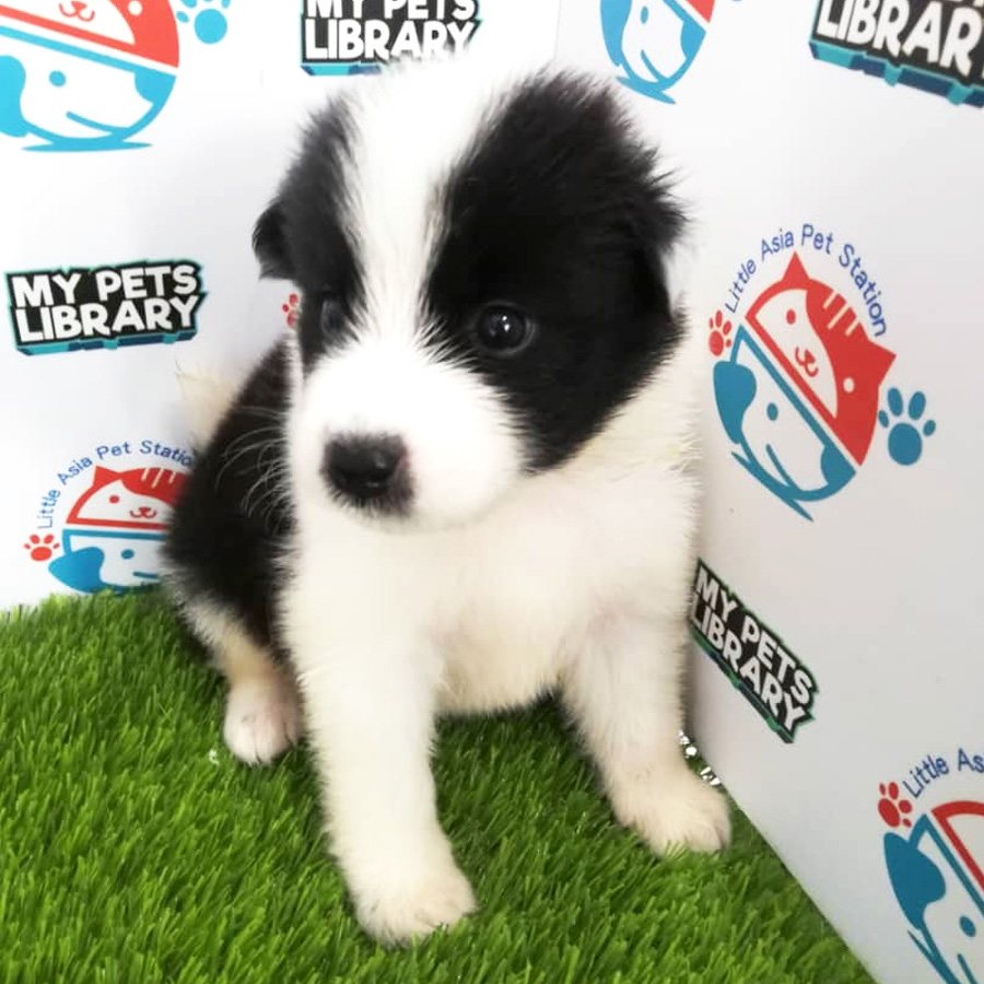Samoyed Mix Border Collie Puppy For Sale