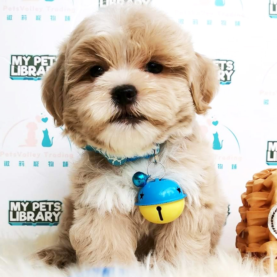 Shih Tzu Mix Poodle Puppy For Sale