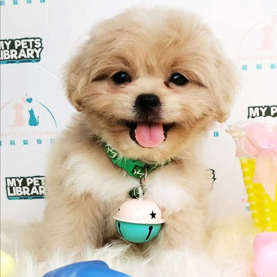 Shih Tzu Mix Poodle  Puppy For Sale