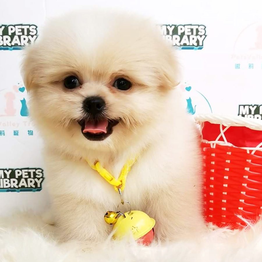 Pomeranian Mix Poodle
