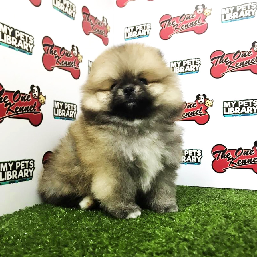 Pomeranian Puppy For Sale (Male)