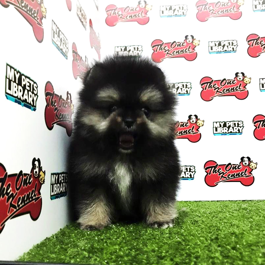 Teacup Pomeranian Puppy For Sale (Male)