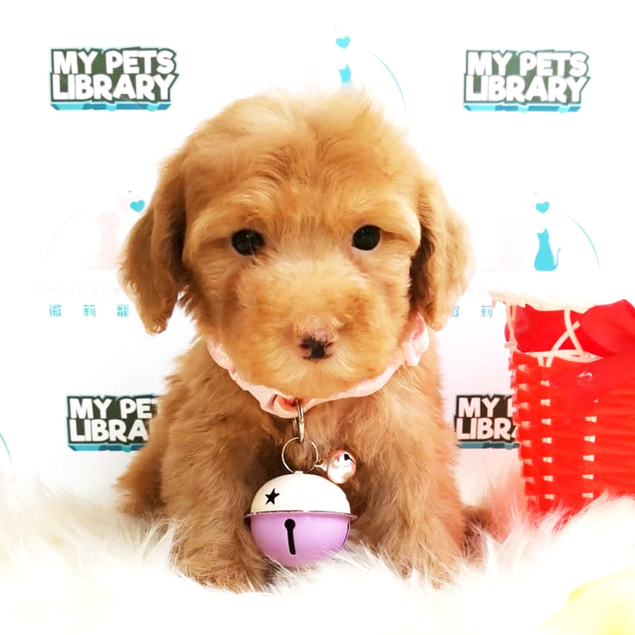Toy Poodle Puppy For Sale (Female)