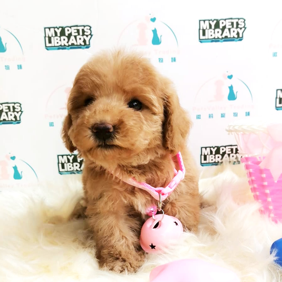 Toy Poodle Puppy For Sale (Female)