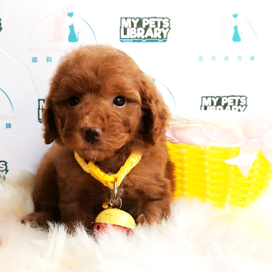 Toy Poodle Puppy For Sale (Male)