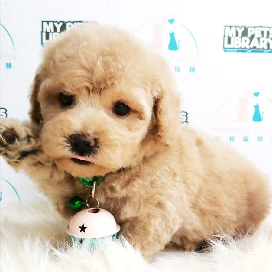 Toy Poodle Puppy For Sale (Male)