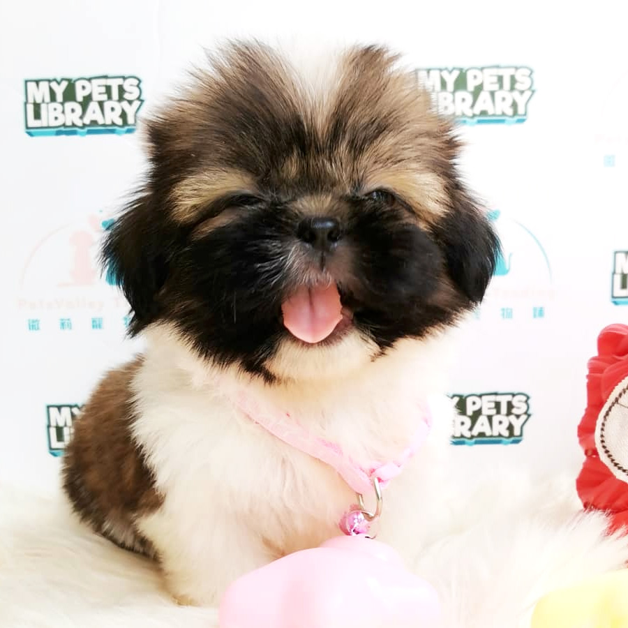 Shih Tzu Puppy (Female) For Sale