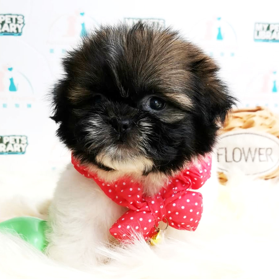 Shih Tzu Puppy (Female) For Sale