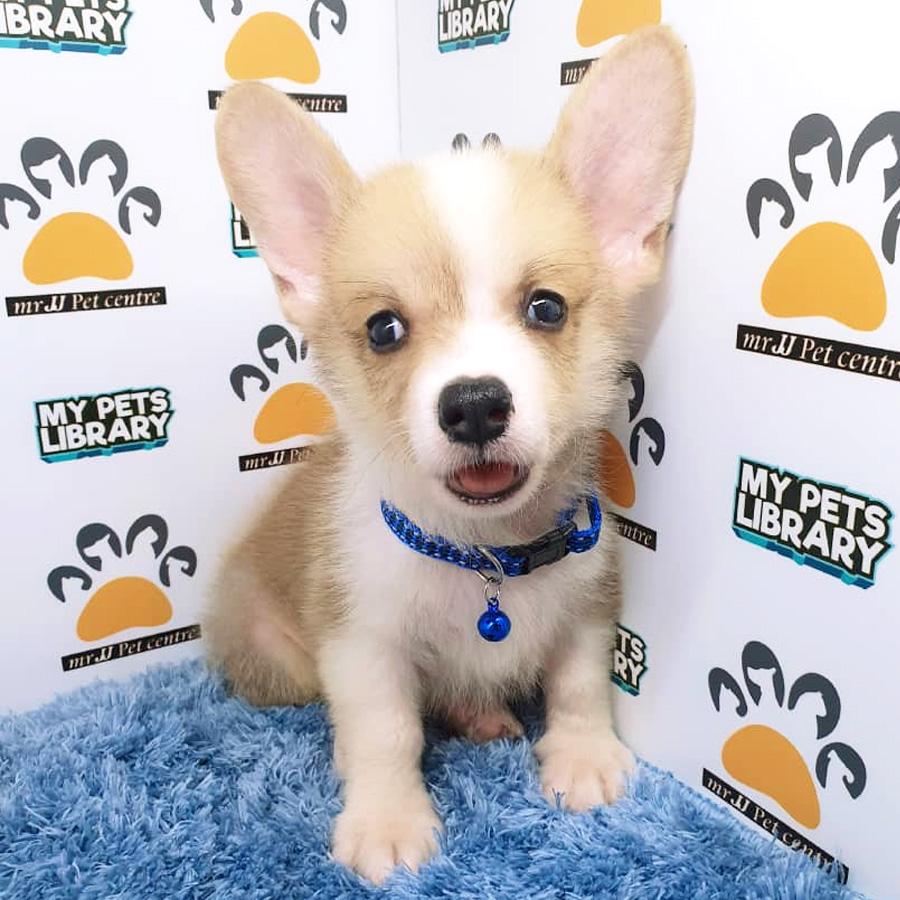 Corgi Puppy For Sale