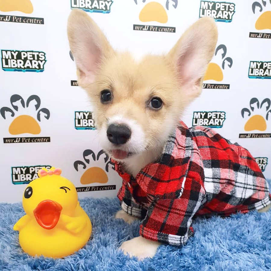 Corgi Puppy For Sale