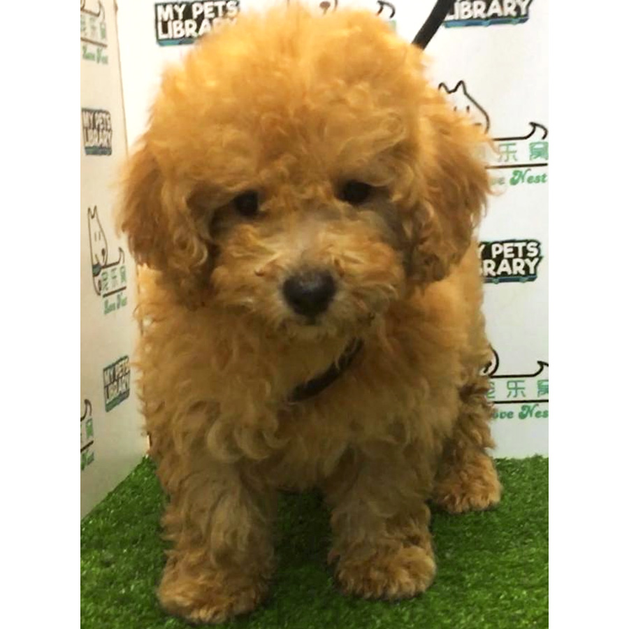 Toy Poodle Puppy For Sale (Female)