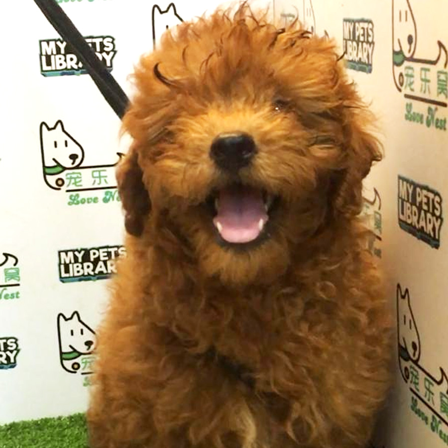 Toy Poodle Puppy For Sale (Male)
