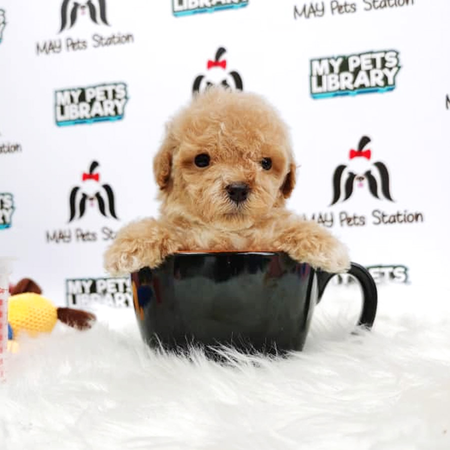 Tiny Toy Poodle Puppy For Sale (Male)