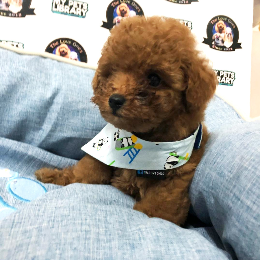 Tiny Toy Poodle Puppy For Sale (Male)