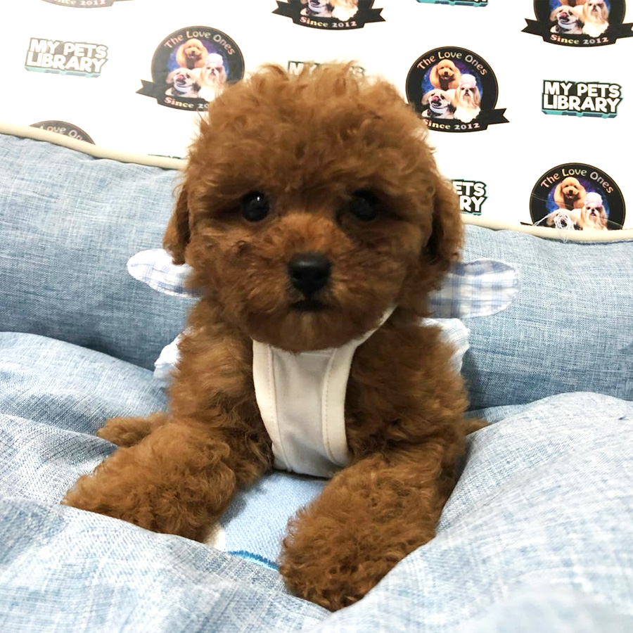 Tiny Toy Poodle Puppy For Sale (Female)