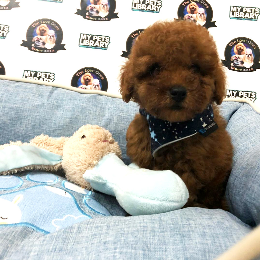 Tiny Toy Poodle Puppy For Sale (Male)