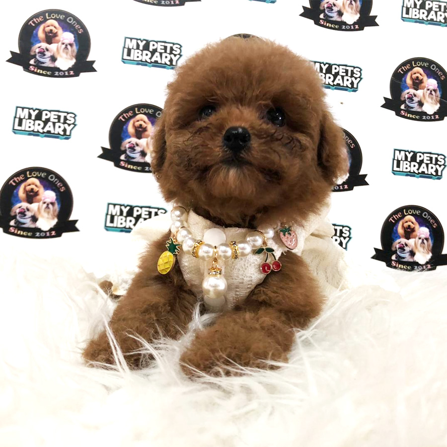 Tiny Toy Poodle Puppy For Sale (Female)