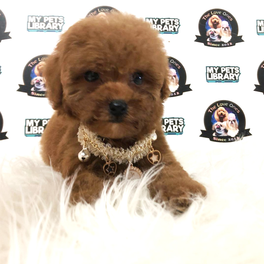 Tiny Toy Poodle Puppy For Sale (Female)