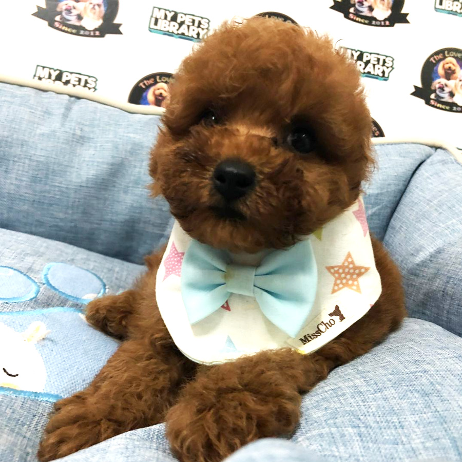 Tiny Toy Poodle Puppy For Sale (Male)