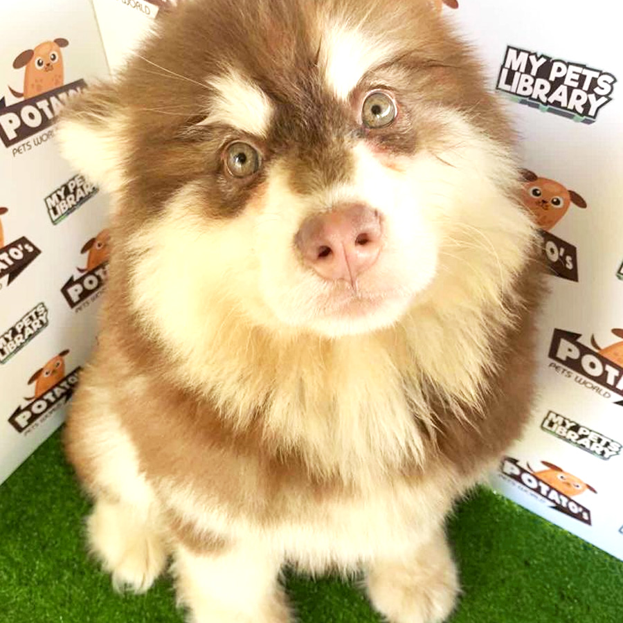 Alaskan Malamute Puppy For Sale (Male)