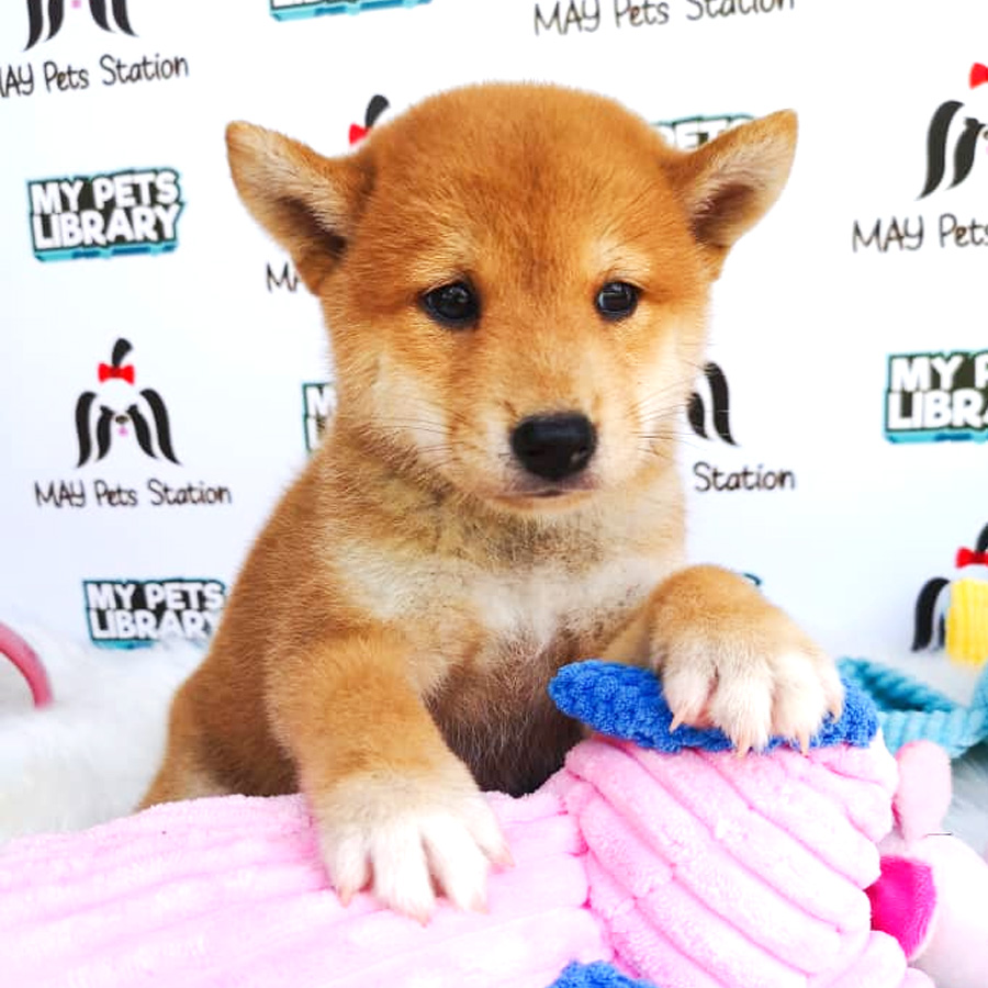 MKA Shiba Inu Puppy For Sale (Parents Imported)
