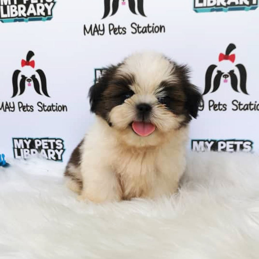 High Quality Shih Tzu Puppy For Sale (Male)