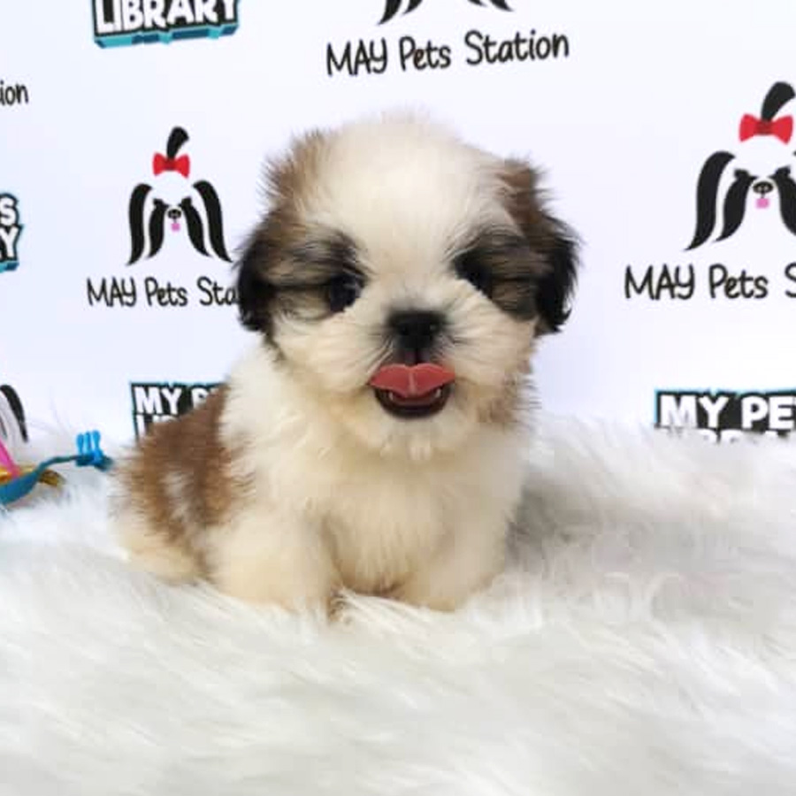 High Quality Shih Tzu Puppy For Sale (Male)