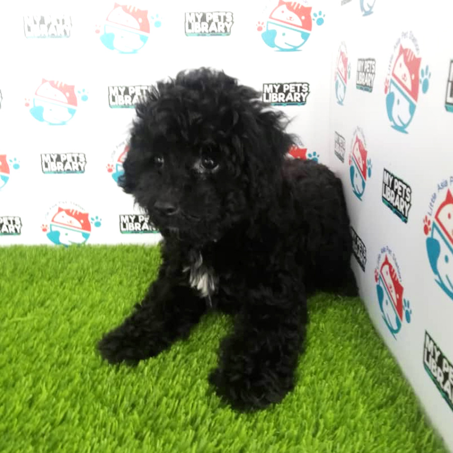 Toy Poodle Puppy For Sale (Male)