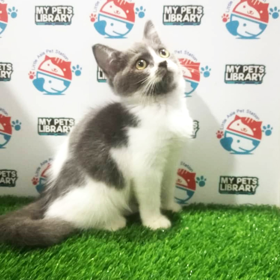 British Longhair Kitten For Sale