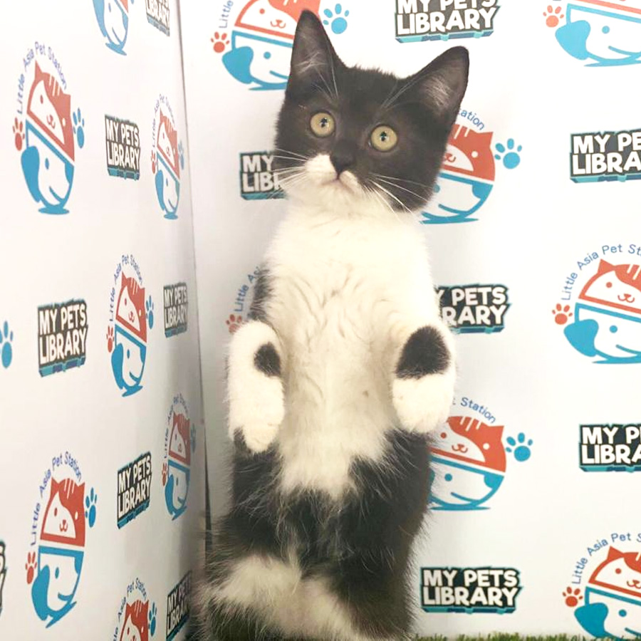 British Longhair Kitten For Sale