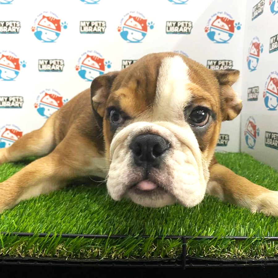 English Bulldog Puppy For Sale (Male)