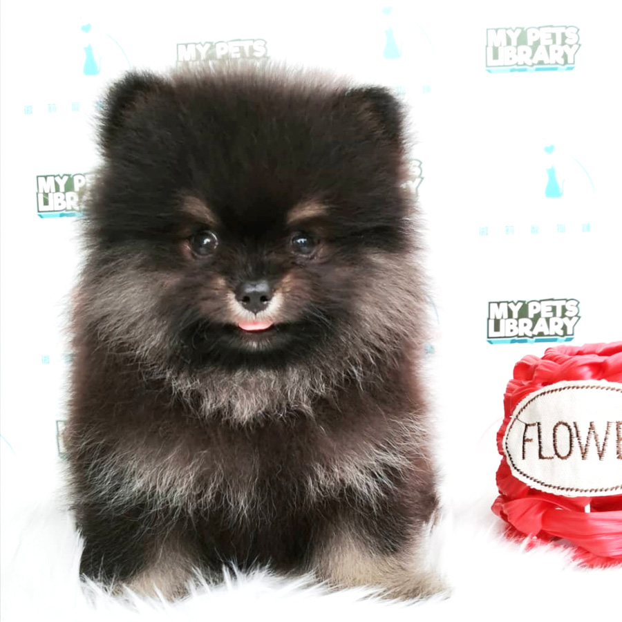 Pomeranian Puppy For Sale (Male)