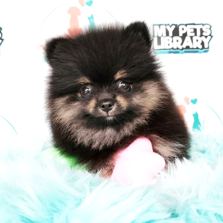 Pomeranian Puppy For Sale (Female)
