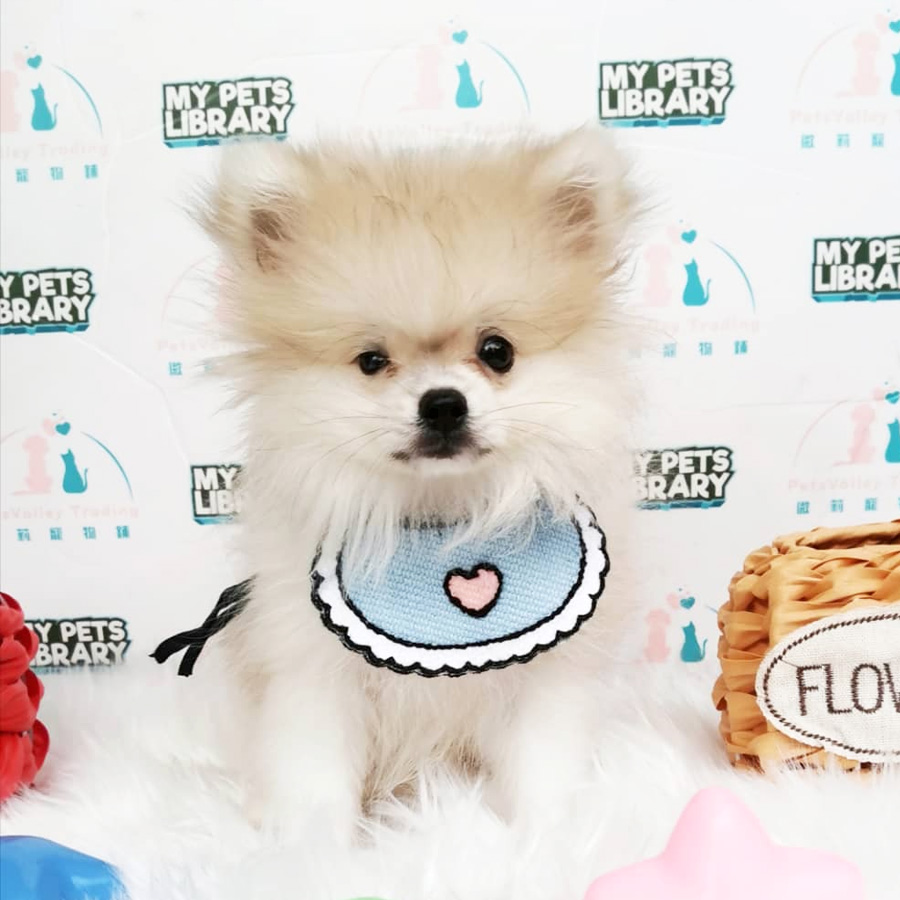 Pomeranian Puppy For Sale (Male)