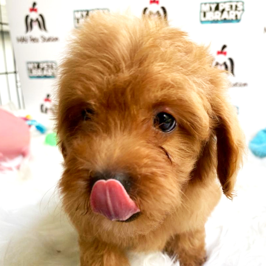 Toy Poodle Puppy For Sale (Female)
