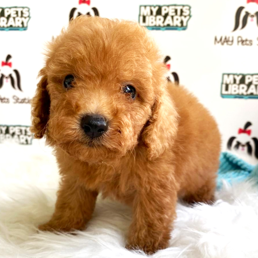 Toy Poodle Puppy For Sale (Male)