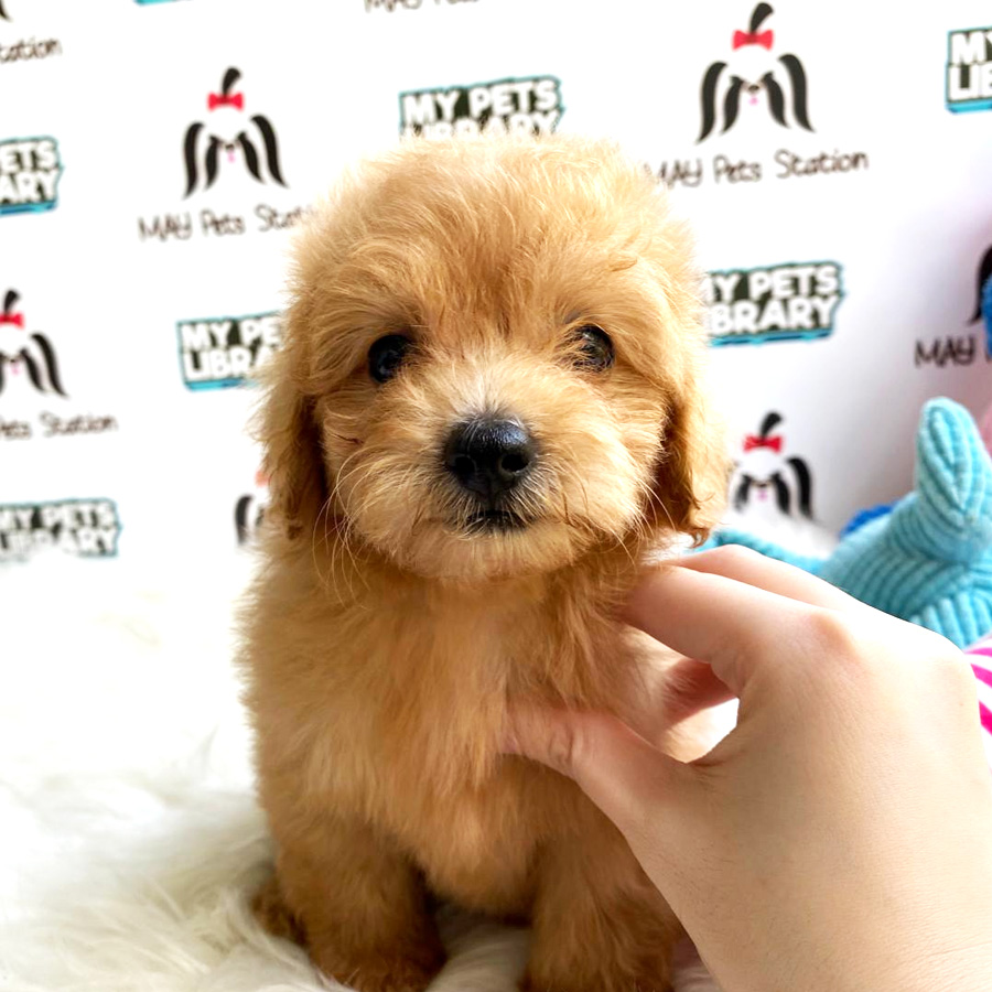 Toy Poodle Puppy For Sale (Female)