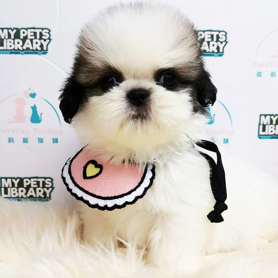 Shih Tzu Puppy (Female) For Sale