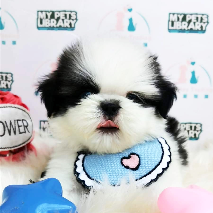 Shih Tzu Puppy (Male) For Sale