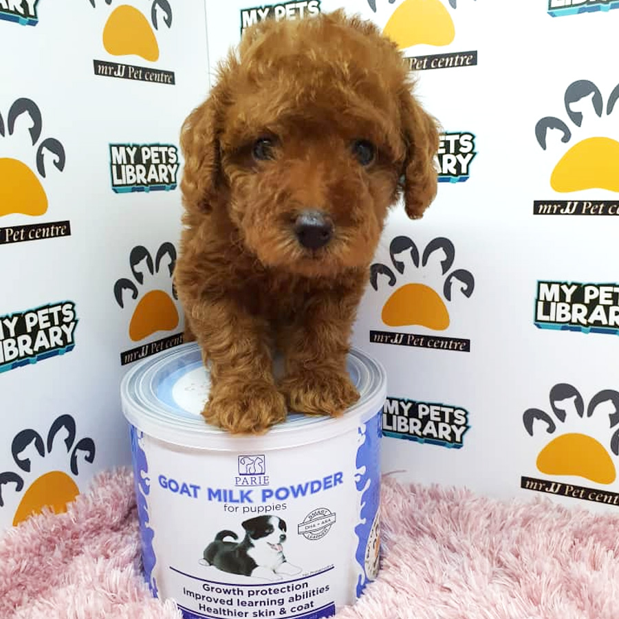 Toy Poodle Puppy For Sale (Female)