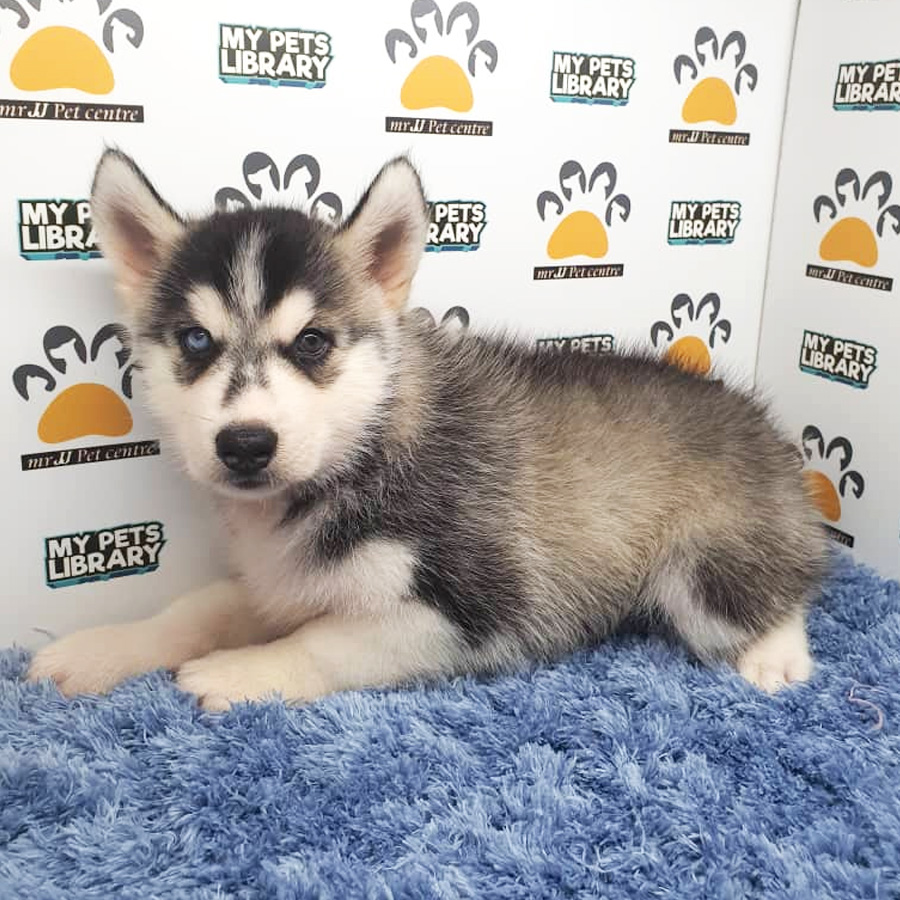 Husky Puppy For Sale