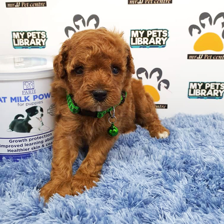 Toy Poodle Puppy For Sale (Male)