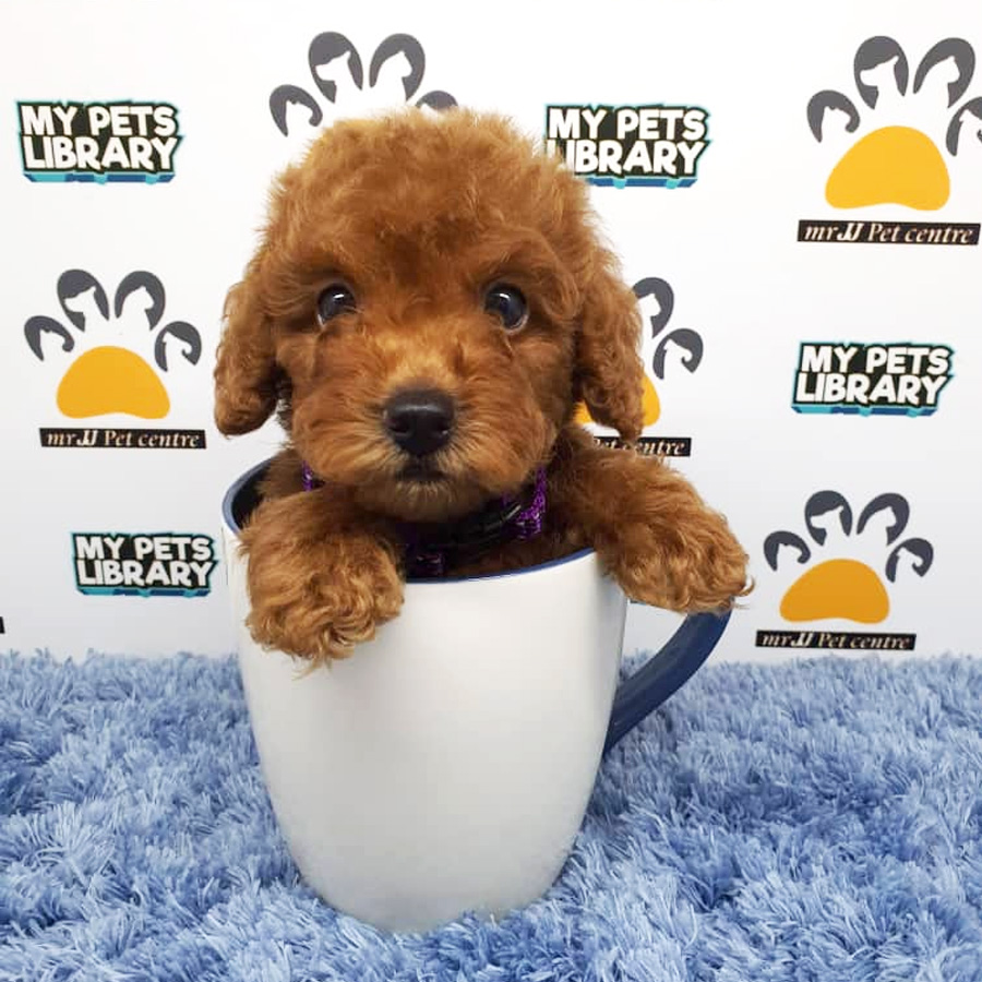 Toy Poodle Puppy For Sale (Male)