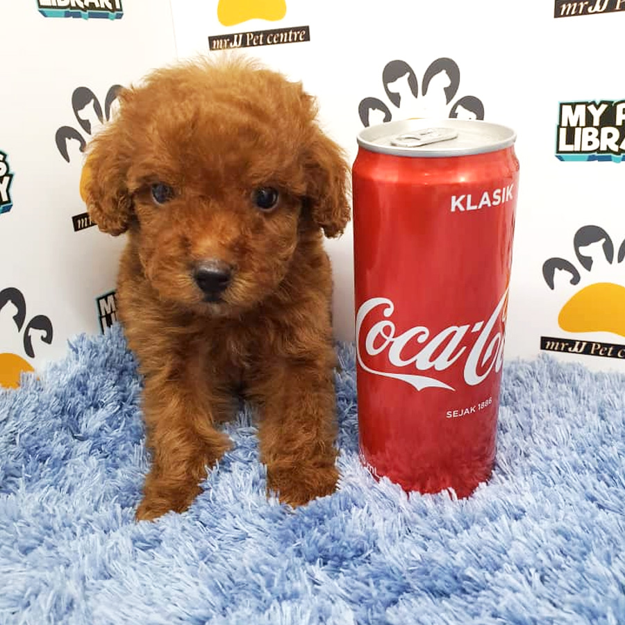Toy Poodle Puppy For Sale (Male)