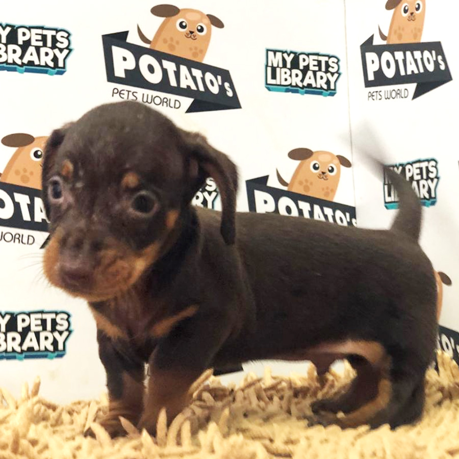 Mini Dachshund Puppy For Sale
