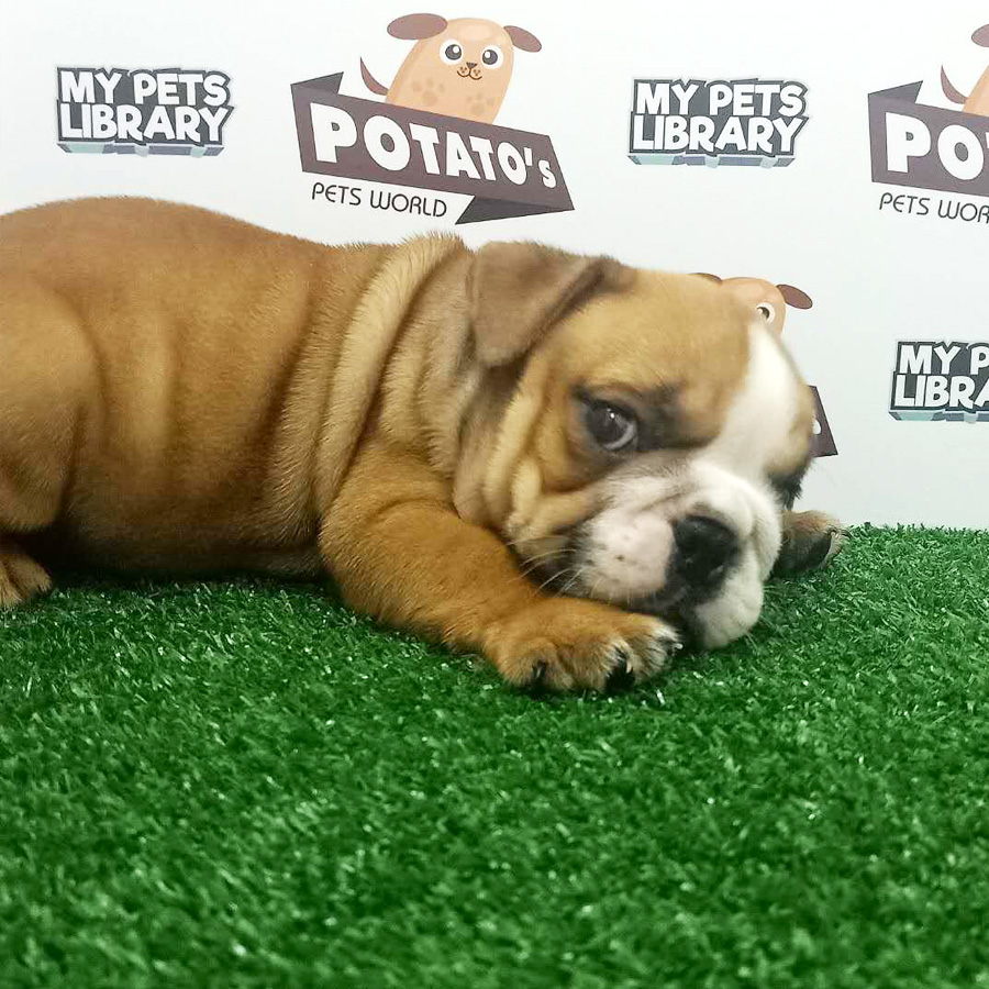 English Bulldog Puppy For Sale (Male)