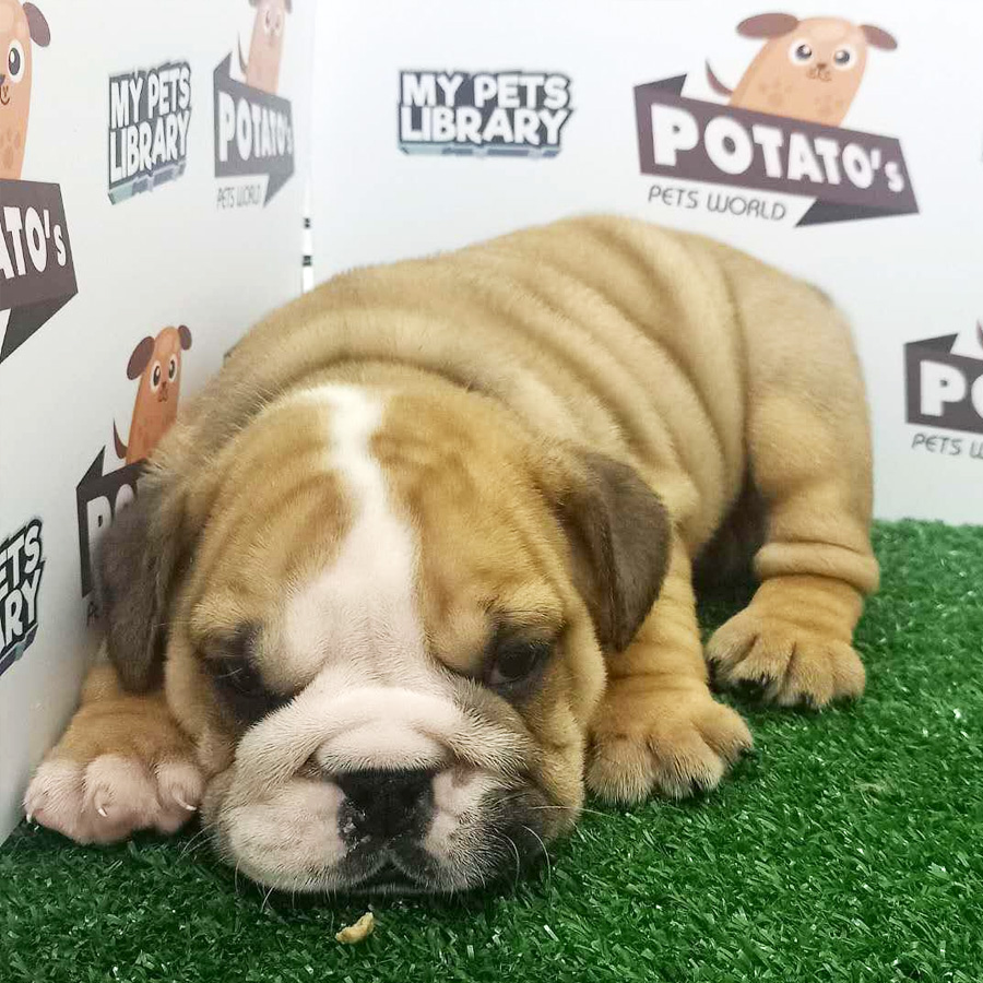 English Bulldog Puppy For Sale (Male)